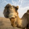 Mr_Camel